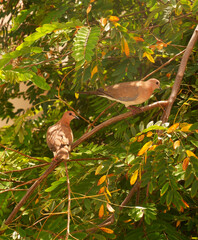 TWO PIEGEONS ON A TREE BRANCH