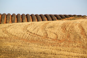 campo  de lavanda