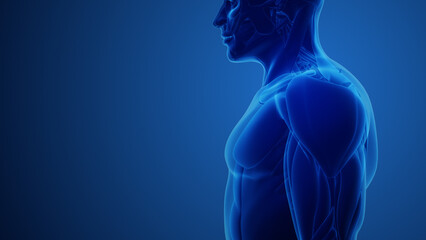 Deltoid Muscles with blue background - obrazy, fototapety, plakaty