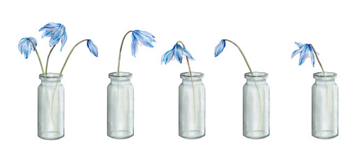 Set of the light blue first spring flowers in glass vase. Watercolor botanical illustration of delicate lilac flowers. Scillas hand drawn isolated on white background. little bouquet.