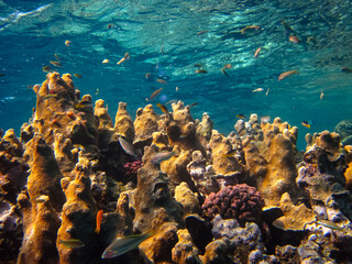 Beautiful coral reef with its inhabitants in the Red Sea