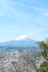 富士山と桜