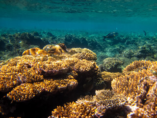 Beautiful coral reef with its inhabitants in the Red Sea