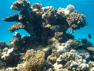 Beautiful coral reef with its inhabitants in the Red Sea