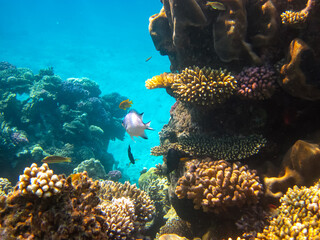 Beautiful coral reef with its inhabitants in the Red Sea