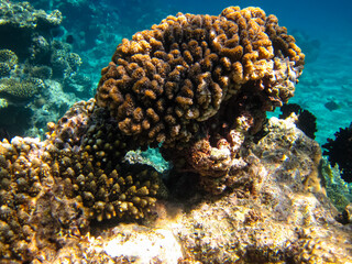Beautiful coral reef with its inhabitants in the Red Sea