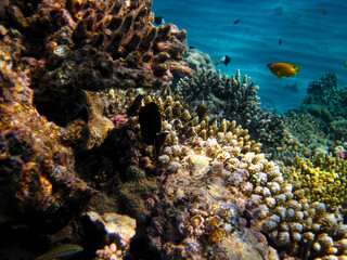 Beautiful coral reef with its inhabitants in the Red Sea