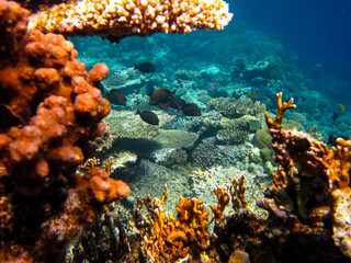 Beautiful coral reef with its inhabitants in the Red Sea