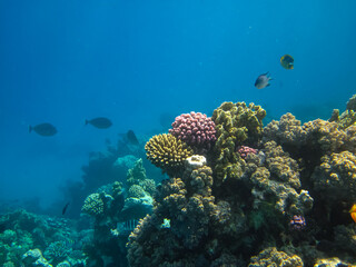 Beautiful coral reef with its inhabitants in the Red Sea