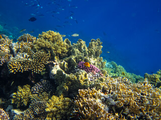 Naklejka na ściany i meble Beautiful coral reef with its inhabitants in the Red Sea