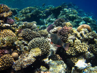 Naklejka na ściany i meble Beautiful coral reef with its inhabitants in the Red Sea