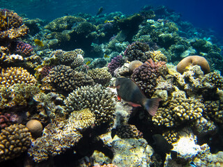 Beautiful coral reef with its inhabitants in the Red Sea