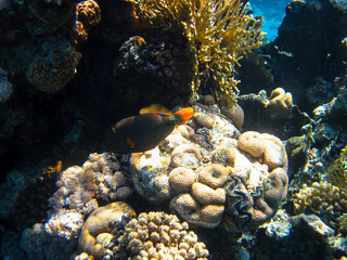 Beautiful coral reef with its inhabitants in the Red Sea