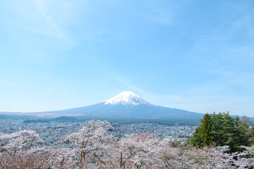 Obraz premium 富士山と桜