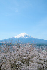 Obraz premium 富士山と桜
