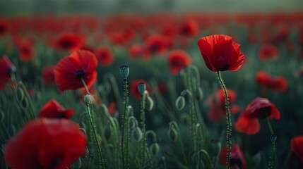 Focus on a single vibrant red poppy flower amidst a beautiful field of blooming poppies.