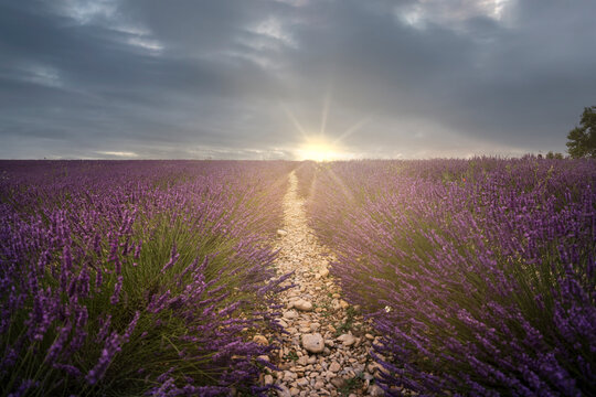 Lavender field at sunset under cloudy sky, Valensole, France