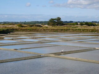 Sea water salt pans, near city le Croisic, France,  are used for the old artisan salt production in a traditional way, background view to the landscape 

