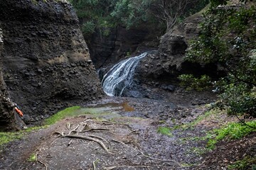 Native bush and waterfall in Piha, Auckland, New Zealand.