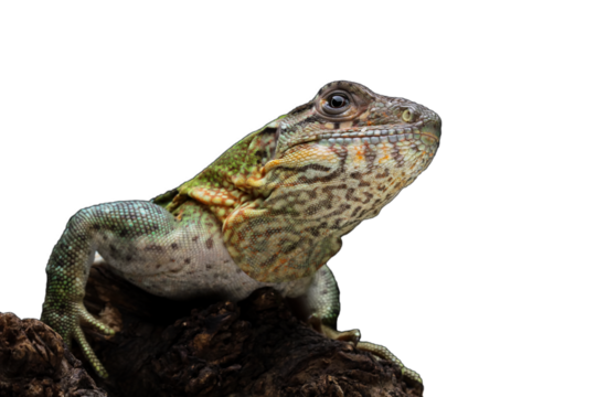 Ctenosaura similis lizard isolated on white, beautiful lizard skin