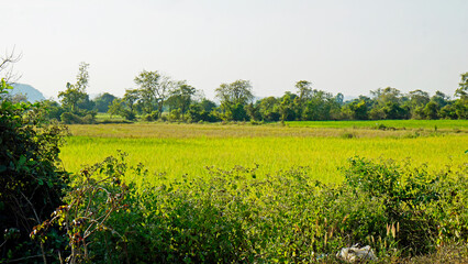 scenic view over rice field in cambodia