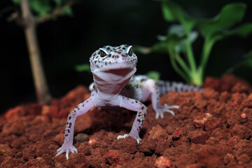 Fat-tailed geckos in its natural habitat, gecko lizard above ground, eublepharis macularius