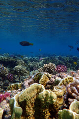 color life under red sea