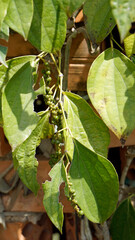 pepper plant near kampot in cambodia