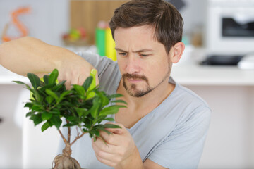 man taking care of bonsai - obrazy, fototapety, plakaty