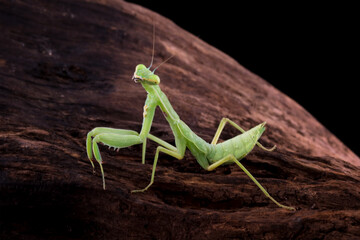 The praying mantis on wood, praying mantis on branch with black background, Green Praying Mantis