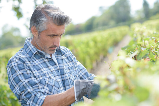 a man is working in the vines
