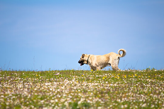 Male Shepherd dog. Sivas kangal walks in the green meadow. Animal. 