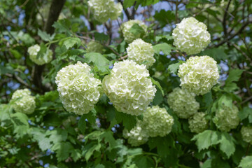 Viburnum Boule de Neige flowers Spring Background Beautiful tree branch