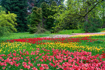 Tulpenblüte auf der Insel Mainau mit großflächigen, bunten Tulpenflächen inmitten der...