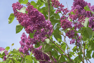 A Blooming lilacs in the garden. The beginning of spring. Pink lilacs in the garden. Syringa vulgarisman