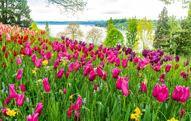 Tulpenblüte auf der Insel Mainau mit großflächigen, bunten Tulpenflächen inmitten der...