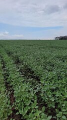 Fototapeta na wymiar soybean agricultural production in full growth