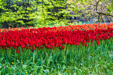 Tulpenblüte auf der Insel Mainau mit großflächigen, bunten Tulpenflächen inmitten der Parklandschaft