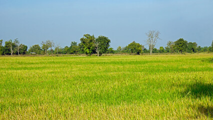 scenic view over rice field in cambodia