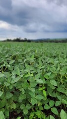 soybean agricultural production in full growth