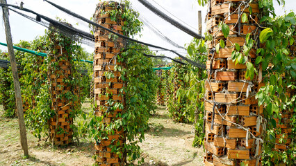 pepper plant near kampot in cambodia