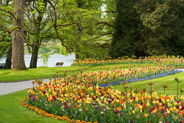 Obraz premium Parklandschaft der Insel Mainau im Frühling mit blühenden Tulpenbeeten am Seeufer