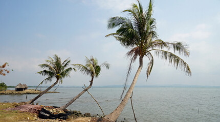 natural coconut beach near kampot