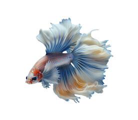 Fototapeta premium Betta fish swimming with beautiful tail, isolated on transparent background. Generative AI