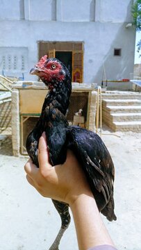 Aseel fighter hen