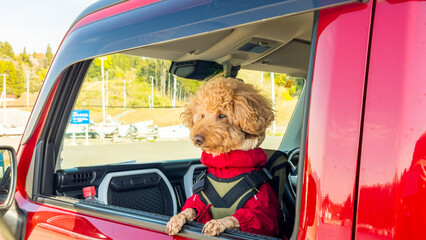 dog looking out the car window