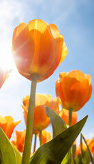 Tulips in field. Row of colorful orange tulip flowers with a sunny blue sky. Flower photography.