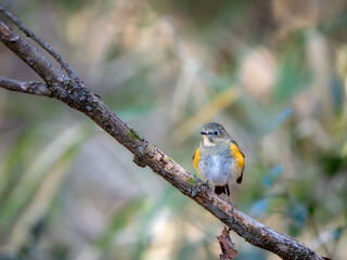 森の中で枝に留まっているルリビタキ
