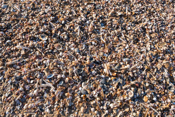 Detail of the shells and remains of mollusks in the sand on the beach. Relaxing summer vacation concept with sea and waves.