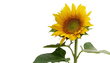 Fototapeta premium ひまわり あなただけ見つめる 憧れ 夏 PNG 透過